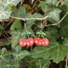 BO Fantaisie 3,1cm - Cerises kawaii
